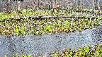 mizubasho7-20250414104043.jpg