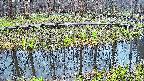 mizubasho7-20250414180040.jpg