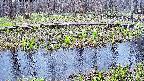 mizubasho7-20250415111045.jpg