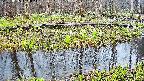 mizubasho7-20250415132043.jpg