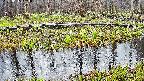 mizubasho7-20250415144040.jpg