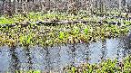 mizubasho7-20250415153043.jpg