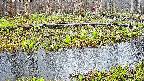 mizubasho7-20250415160042.jpg
