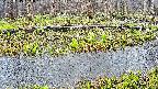 mizubasho7-20250415163043.jpg