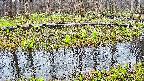 mizubasho7-20250415171039.jpg