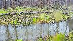 mizubasho7-20250416061042.jpg
