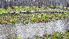 mizubasho7-20250416103045.jpg