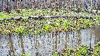 mizubasho7-20250416104042.jpg