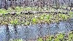 mizubasho7-20250416114039.jpg