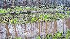 mizubasho7-20250416164041.jpg
