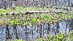 mizubasho7-20250417122045.jpg