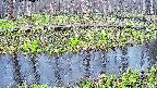 mizubasho7-20250417155043.jpg