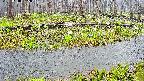 mizubasho7-20250418065039.jpg