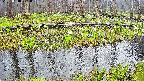 mizubasho7-20250418071042.jpg