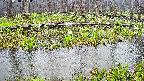 mizubasho7-20250418073044.jpg