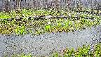 mizubasho7-20250418075038.jpg