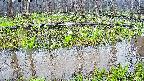 mizubasho7-20250418080043.jpg