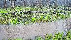 mizubasho7-20250418081041.jpg