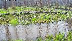 mizubasho7-20250418085042.jpg