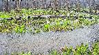 mizubasho7-20250418090044.jpg