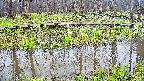 mizubasho7-20250418101041.jpg