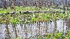 mizubasho7-20250418102045.jpg