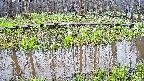 mizubasho7-20250418104043.jpg