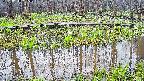 mizubasho7-20250418105041.jpg