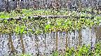 mizubasho7-20250418110042.jpg
