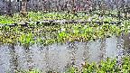 mizubasho7-20250418111042.jpg