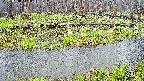 mizubasho7-20250418113040.jpg