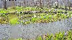 mizubasho7-20250418114043.jpg