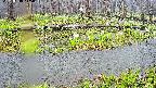 mizubasho7-20250418115043.jpg