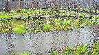 mizubasho7-20250418125041.jpg