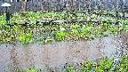 mizubasho7-20250418130046.jpg