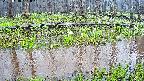 mizubasho7-20250418131044.jpg