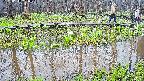 mizubasho7-20250418140050.jpg