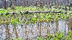 mizubasho7-20250418142041.jpg