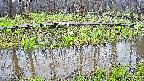 mizubasho7-20250418143041.jpg