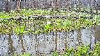 mizubasho7-20250418144043.jpg