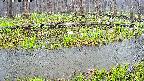 mizubasho7-20250418150041.jpg