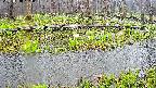 mizubasho7-20250418152040.jpg