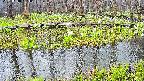 mizubasho7-20250418154040.jpg