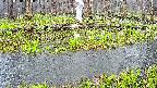 mizubasho7-20250418160042.jpg