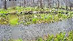 mizubasho7-20250418162043.jpg