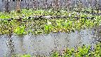 mizubasho7-20250418163042.jpg