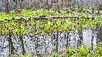 mizubasho7-20250419054041.jpg