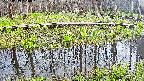 mizubasho7-20250419160043.jpg