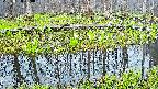 mizubasho7-20250420050042.jpg