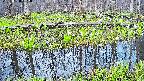mizubasho7-20250420052038.jpg